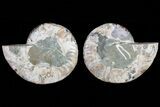 Polished Ammonite Pair - Agatized With Pyrite #79701-1